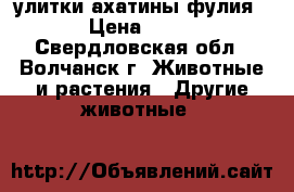 улитки ахатины фулия › Цена ­ 50 - Свердловская обл., Волчанск г. Животные и растения » Другие животные   